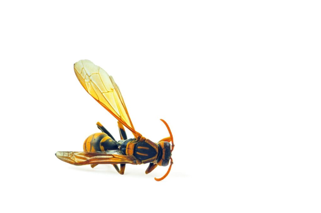 セグロアシナガバチ