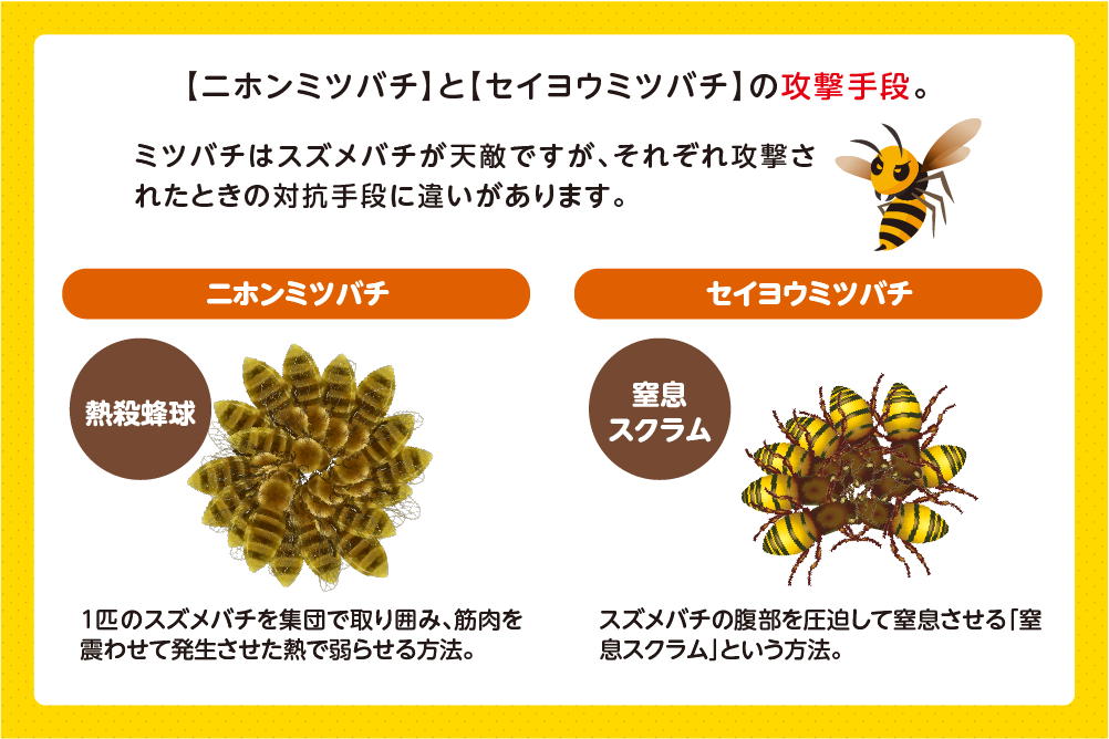 天敵に対する攻撃手段