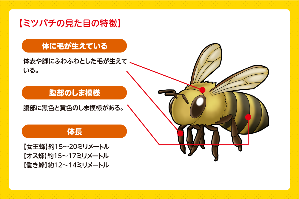 ミツバチの見た目