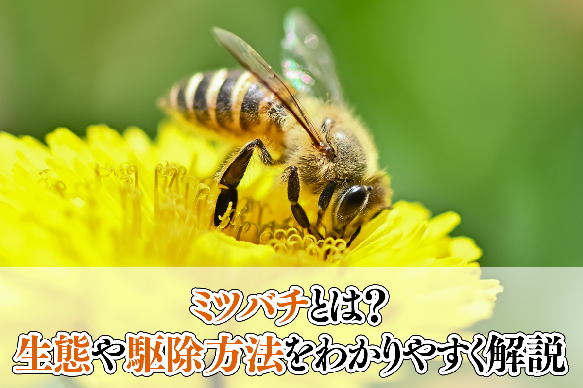 ミツバチとは？生態や駆除方法をわかりやすく解説