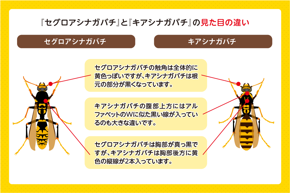 セグロアシナガバチの見た目の違い