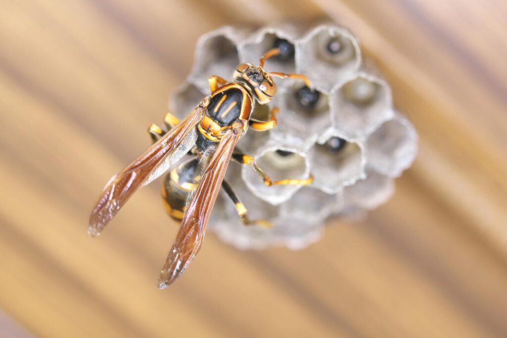 セグロアシナガバチは自分で駆除できる？