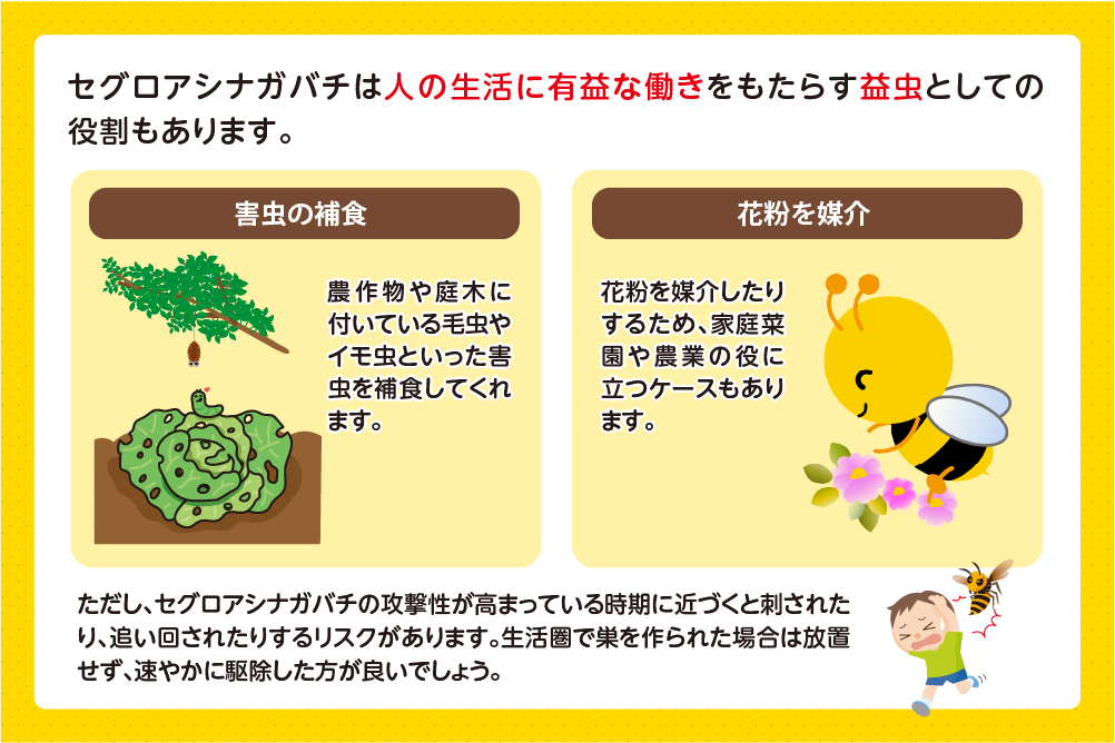 セグロアシナガバチの益虫としての役割