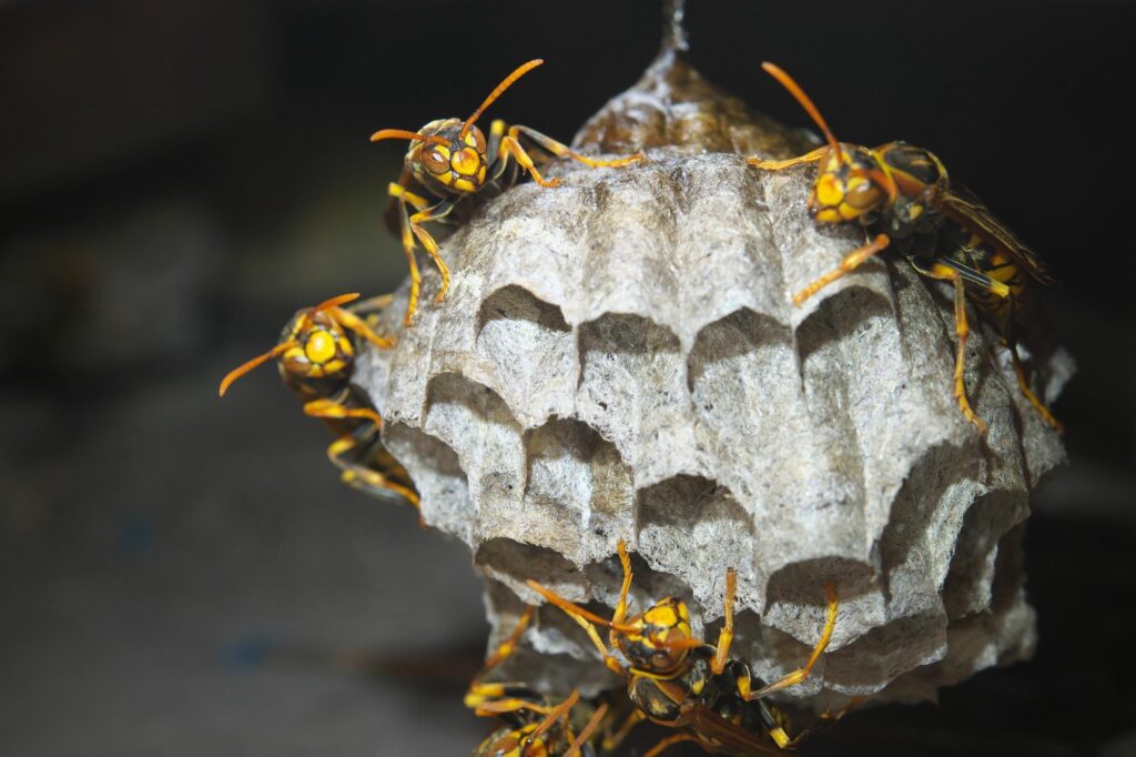 家の近くも危険？セグロアシナガバチが巣を作る場所