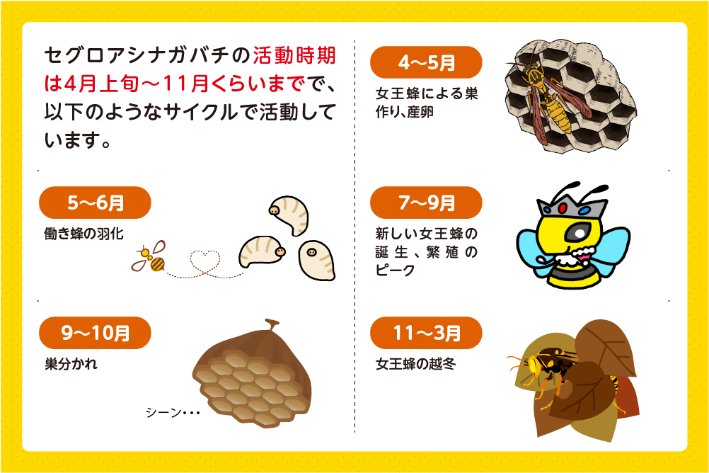 セグロアシナガバチの繁殖・活動時期