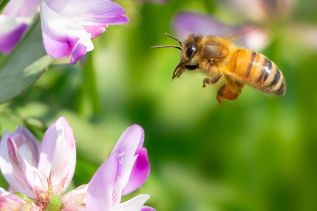 ミツバチとは？特徴や生態を紹介