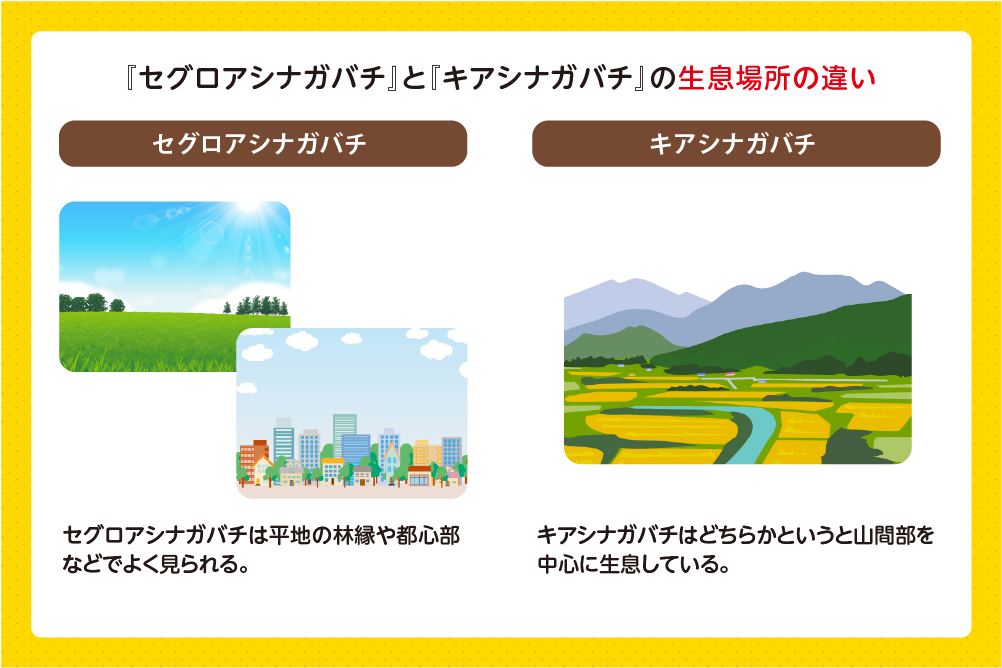 セグロアシナガバチの生息場所の違い