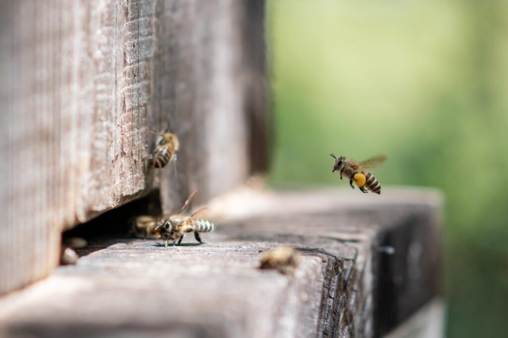 ミツバチの巣を放置するリスク