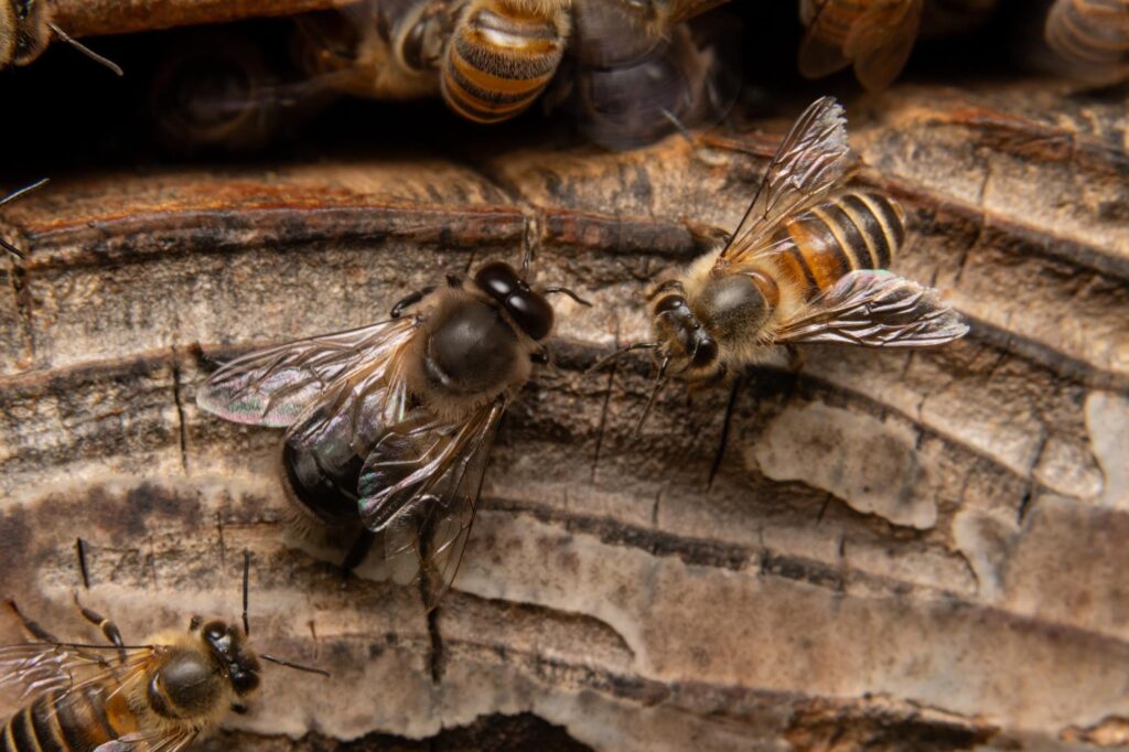 ニホンミツバチとセイヨウミツバチの違い