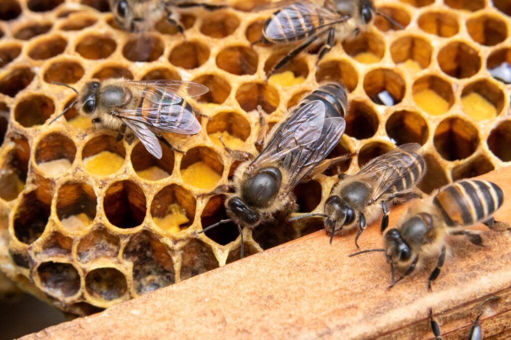 ミツバチの巣の特徴は？