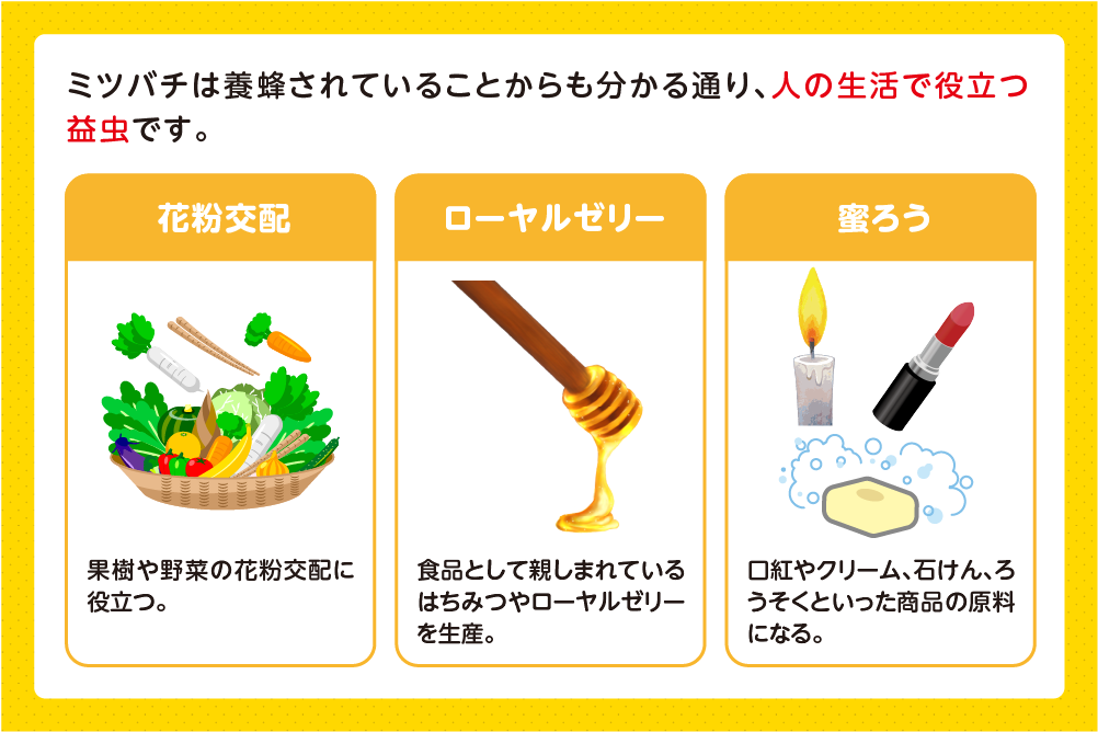 益虫としての役割