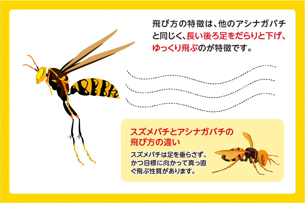 セグロアシナガバチの飛び方
