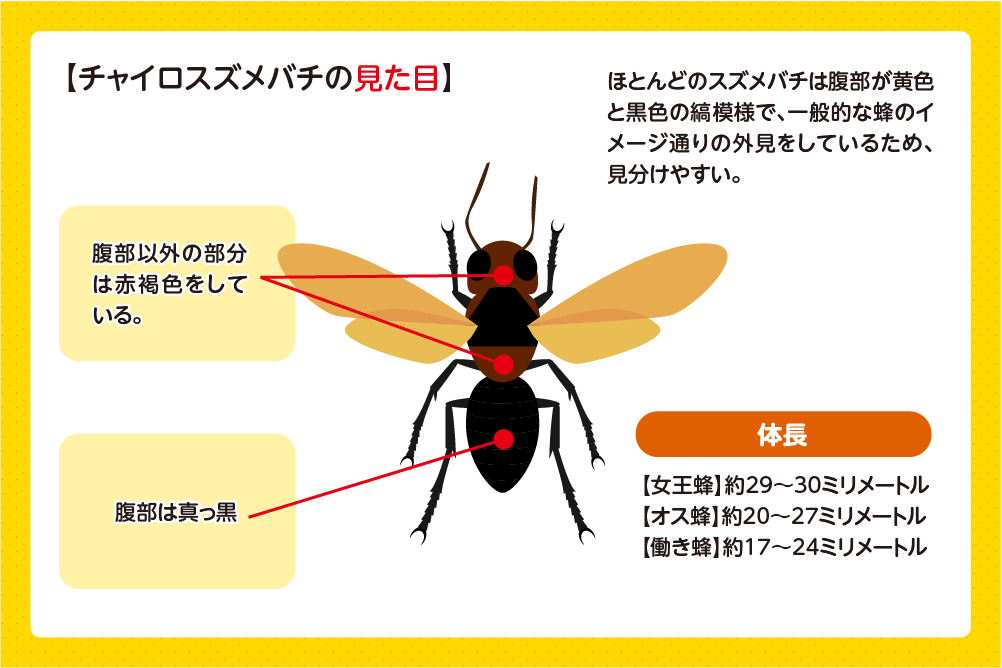 チャイロスズメバチ 見た目