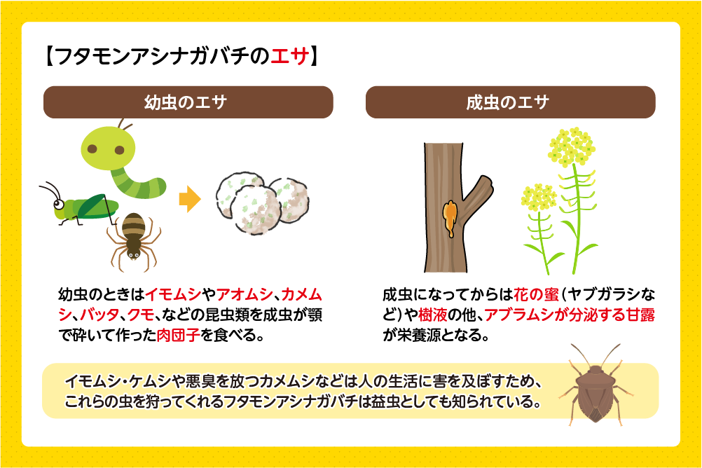 フタモンアシナガバチの餌