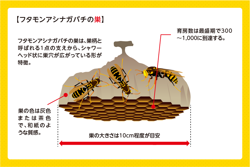 フタモンアシナガバチの大きさ