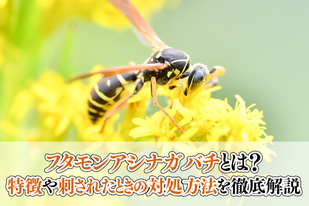 フタモンアシナガバチとは？特徴や刺されたときの対処方法を徹底解説