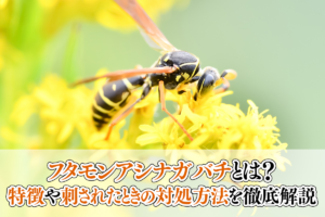 フタモンアシナガバチとは？特徴や刺されたときの対処方法を徹底解説