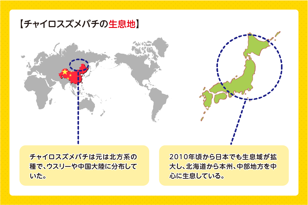 チャイロスズメバチ 分類と分布
