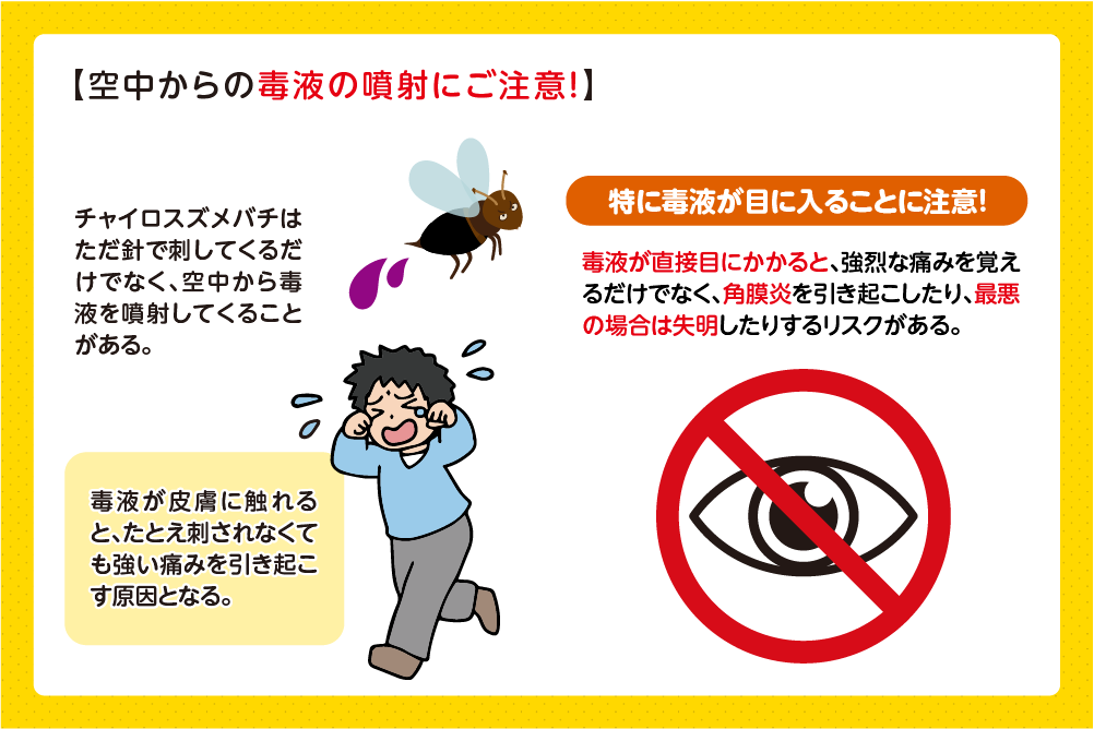 チャイロスズメバチの毒液