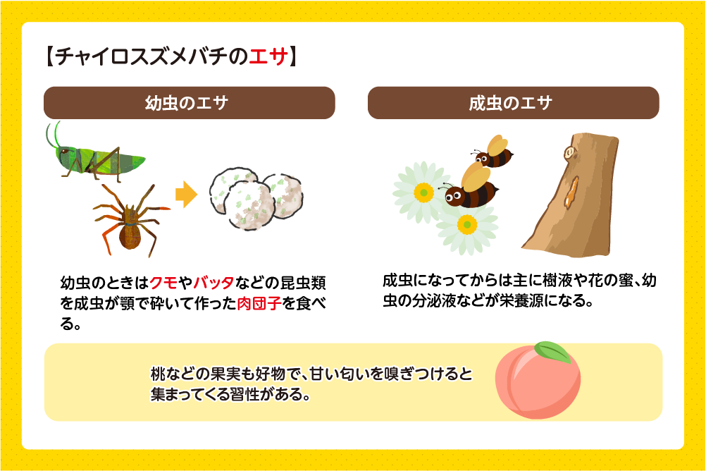 チャイロスズメバチ 餌