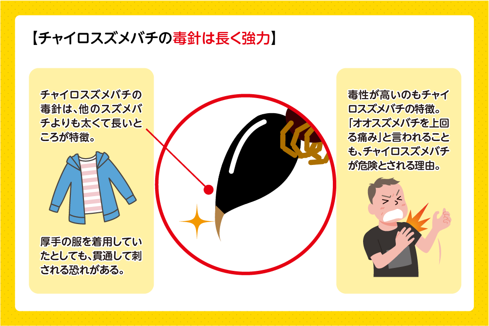 チャイロスズメバチの毒針