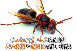チャイロスズメバチは危険？巣の特徴や危険性を詳しく解説