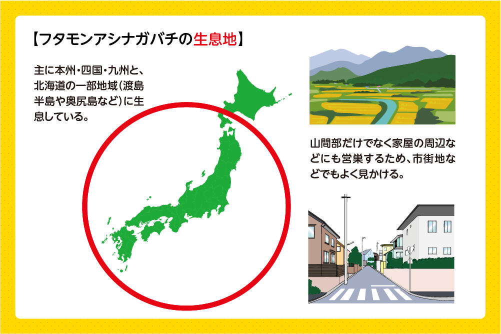 フタモンアシナガバチ 生息地