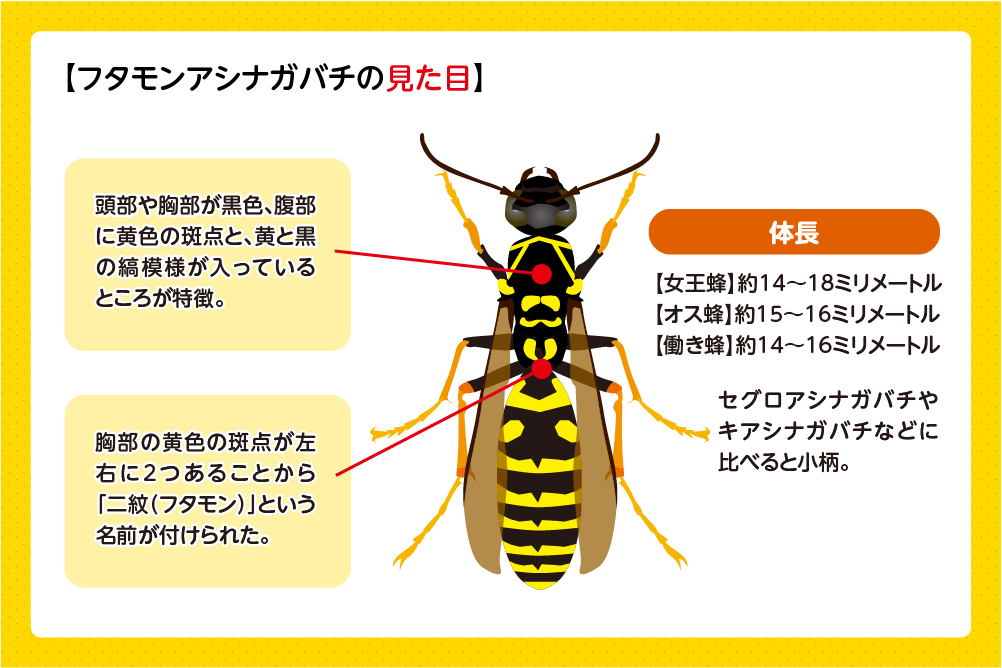 フタモンアシナガバチ 見た目