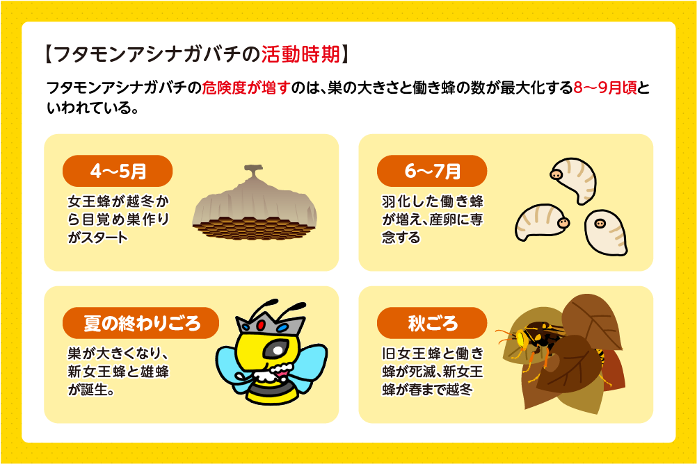 フタモンアシナガバチ の活動時期
