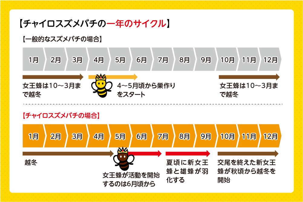 チャイロスズメバチ 一年サイクル