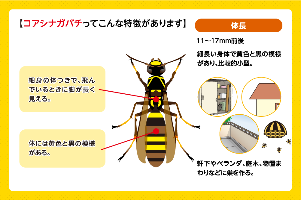 コアシナガバチの基本的な特徴
