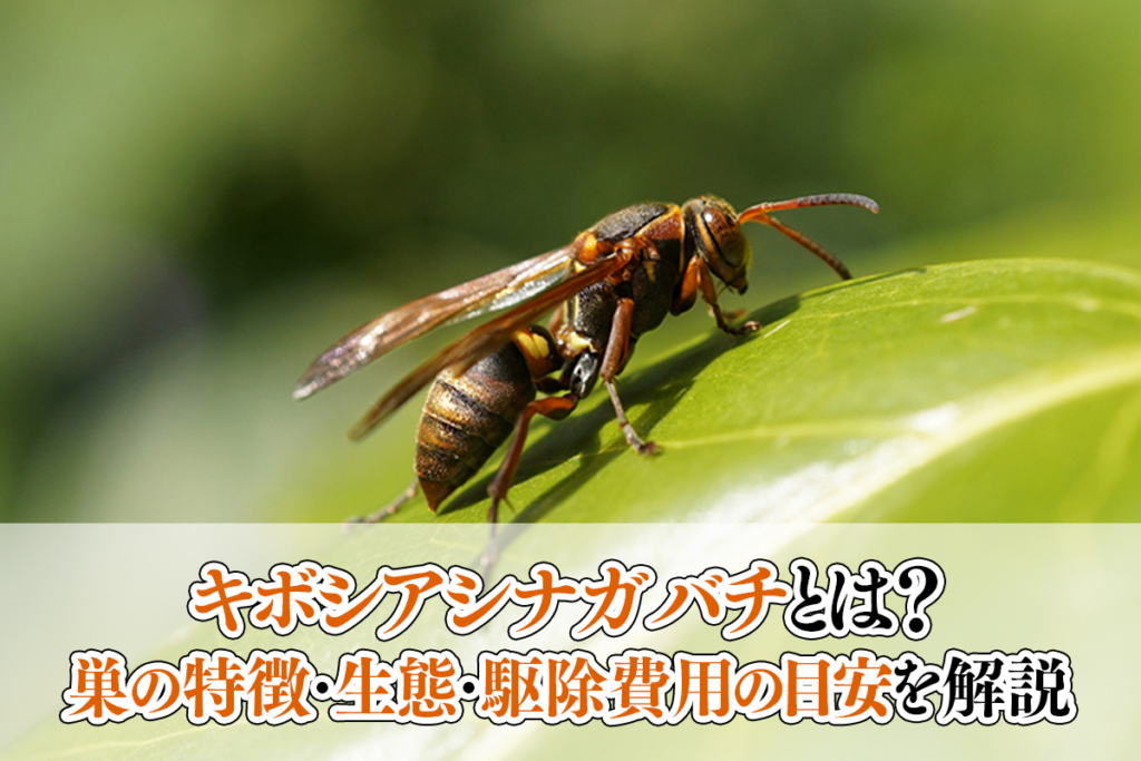 キボシアシナガバチとは？巣の特徴・生態・駆除費用の目安を解説