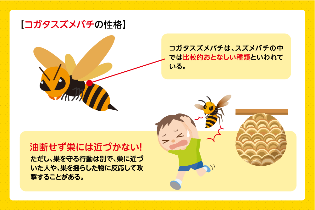 性格は比較的おとなしいが、巣を刺激すると危険