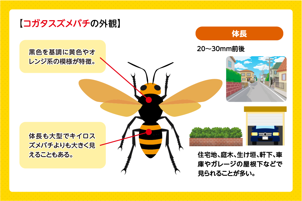 コガタスズメバチの見た目の特徴