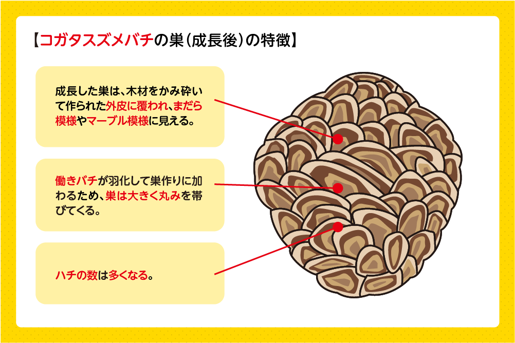 成長すると丸くマーブル模様の巣になる