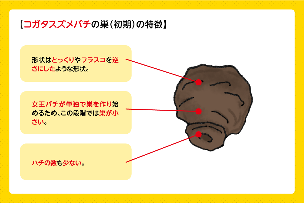 初期の巣は逆さとっくりのような形をしている