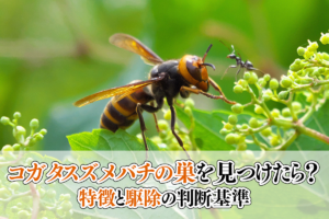 コガタスズメバチの巣を見つけたら？特徴と駆除の判断基準