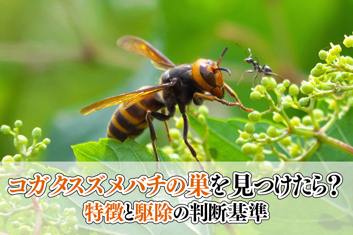 コガタスズメバチの巣を見つけたら?特徴と駆除の判断基準