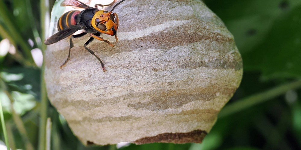 コガタスズメバチの巣の特徴
