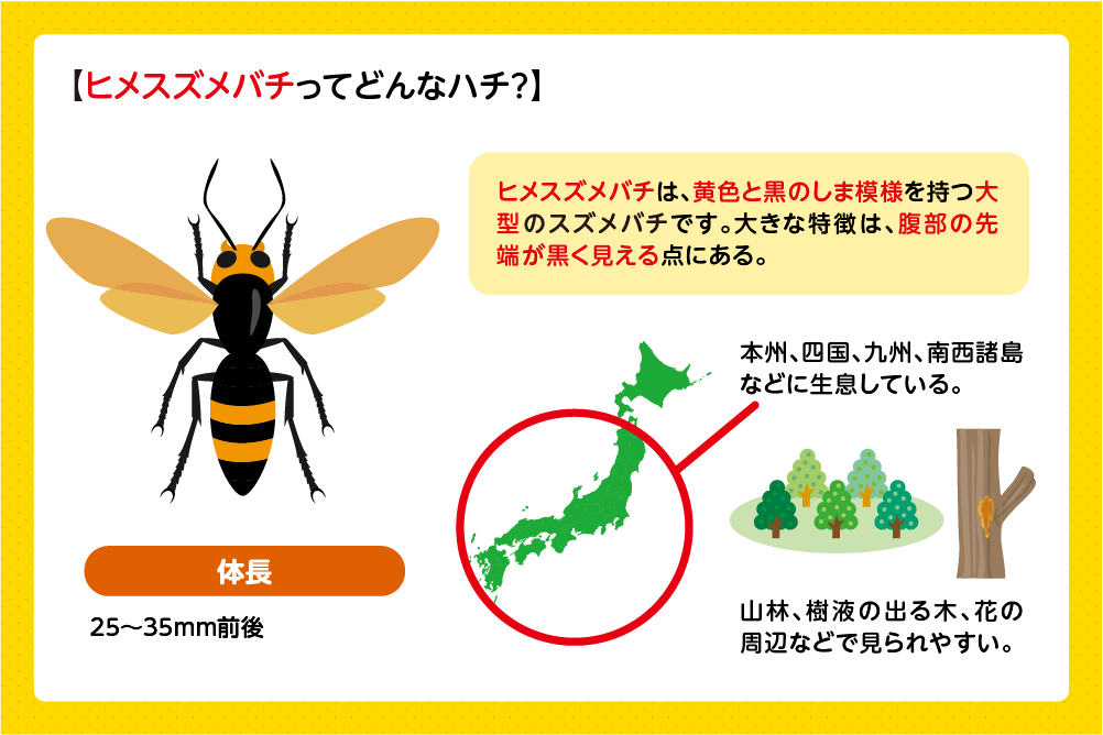 ヒメスズメバチの基本的な特徴