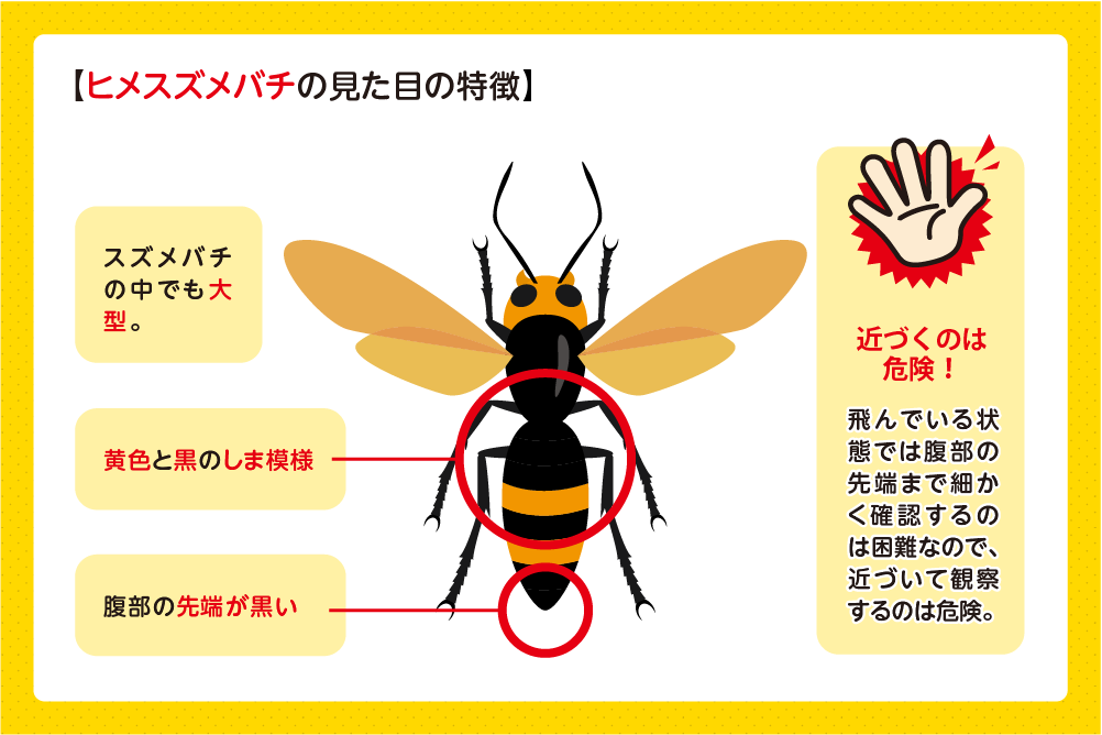 体の色や模様の特徴