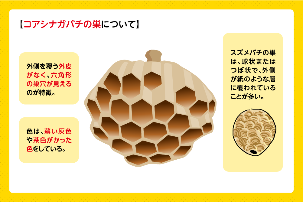 コアシナガバチの巣の見た目