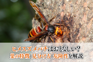 ヒメスズメバチはおとなしい？巣の特徴・見分け方・危険性を解説