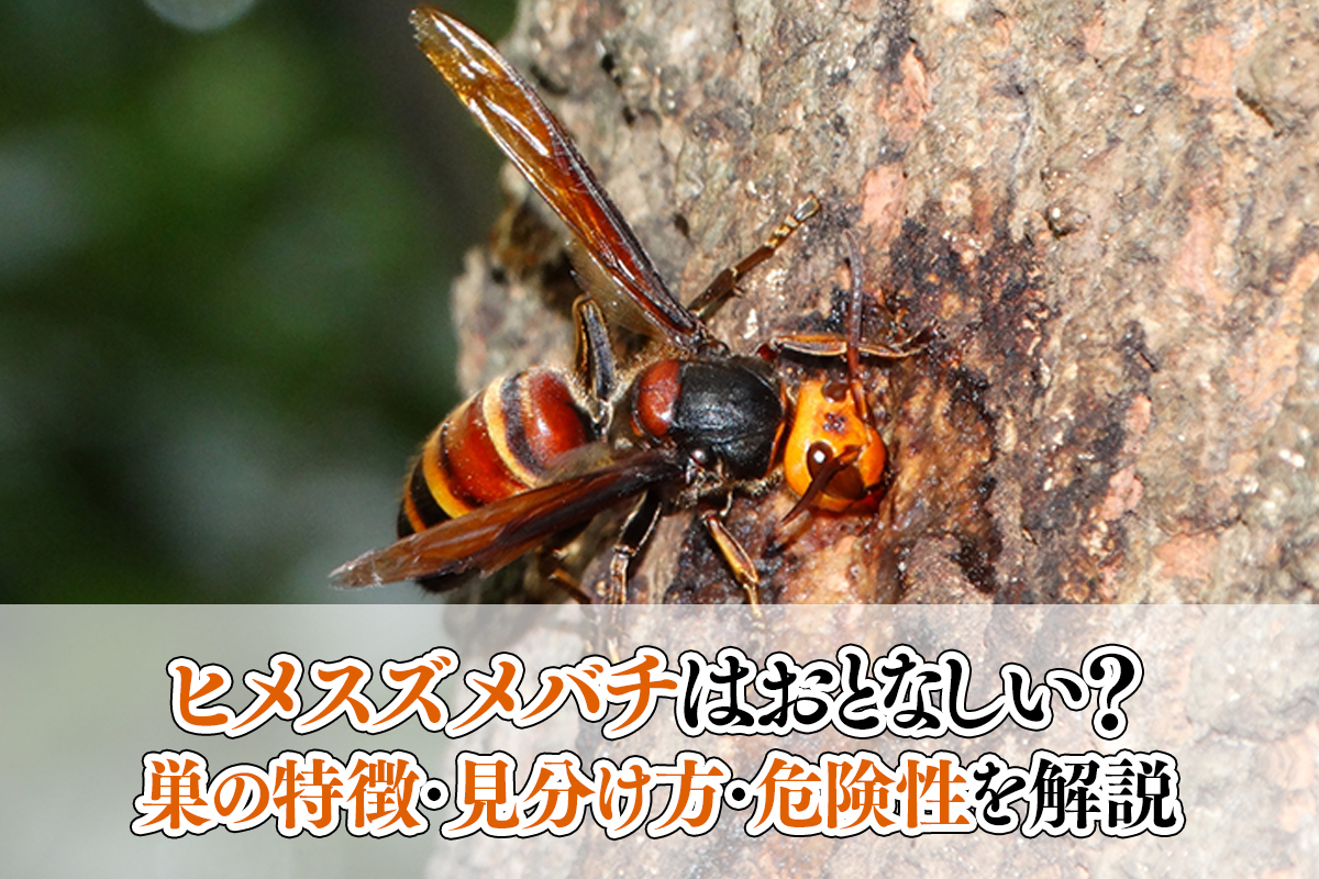 ヒメスズメバチはおとなしい?巣の特徴・見分け方・危険性を解説