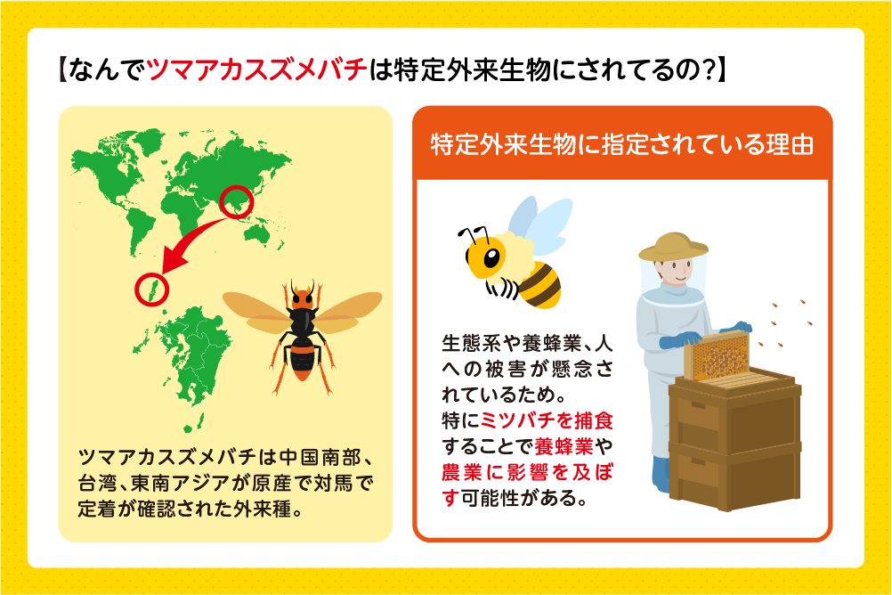 ツマアカスズメバチが特定外来生物に指定されている理由