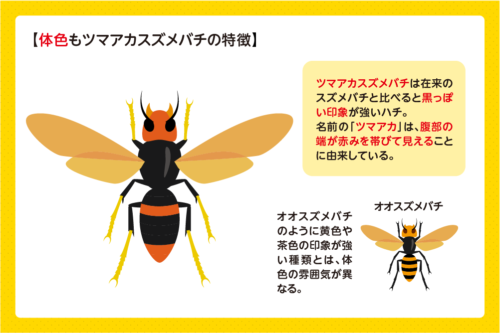 体は黒っぽく、腹部の先端が赤褐色に見える