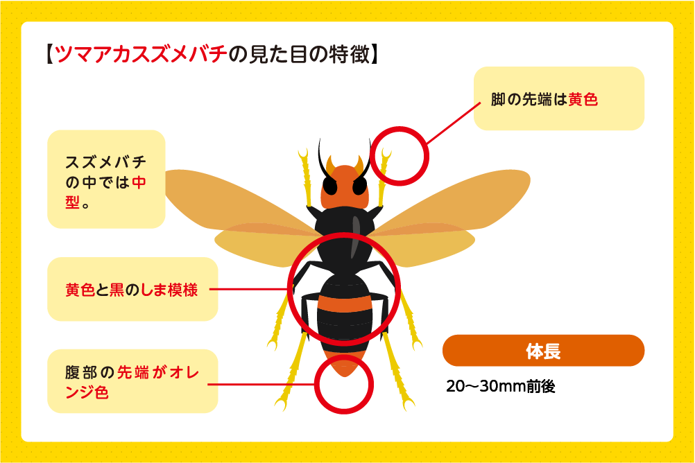 ツマアカスズメバチの特徴と見分け方