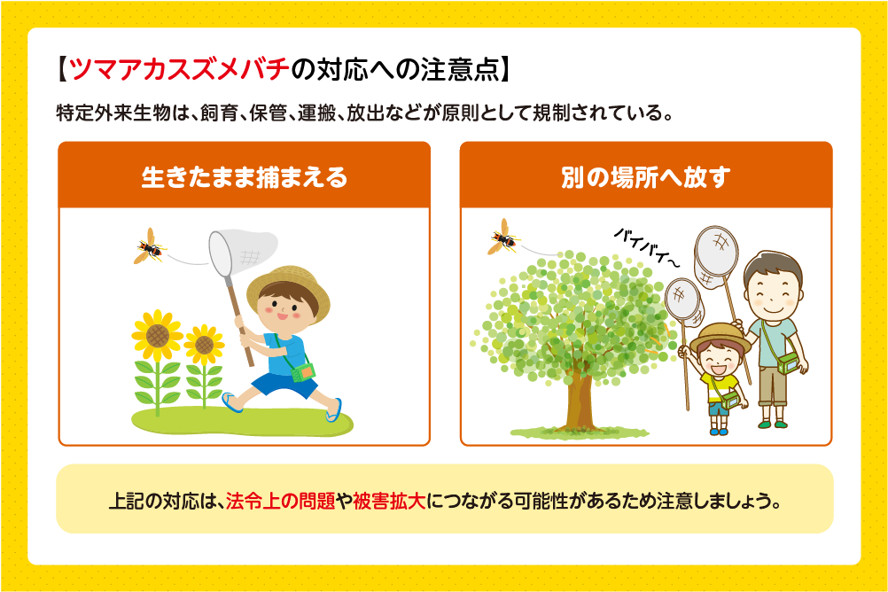 特定外来生物のため対応には注意が必要
