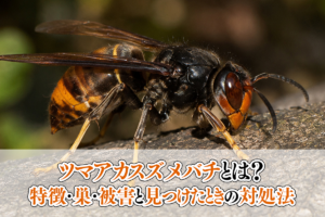 ツマアカスズメバチとは？特徴・巣・被害と見つけたときの対処法