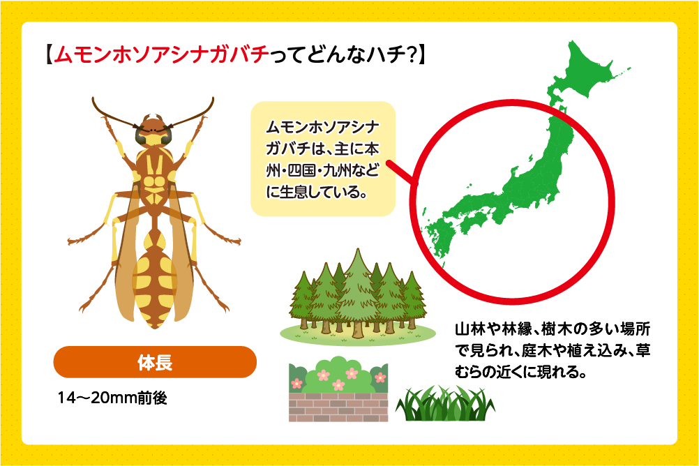 ムモンホソアシナガバチってどんなハチ?